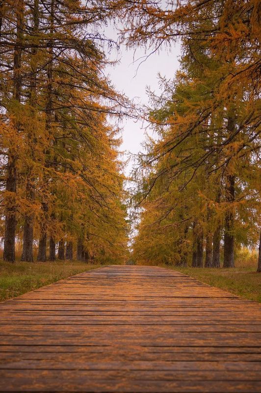 Лиственная аллея в усадьбе Молоствовыхphoto preview