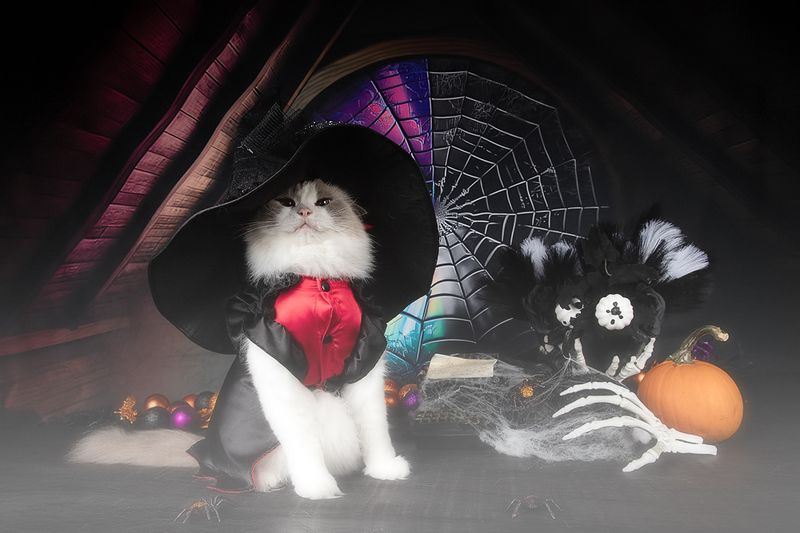 хэллоуин, кот, cat, животные, нalloween,  маркиз, матильда, ragdoll Happy Нalloween! Котики для Хэллоуина!photo preview