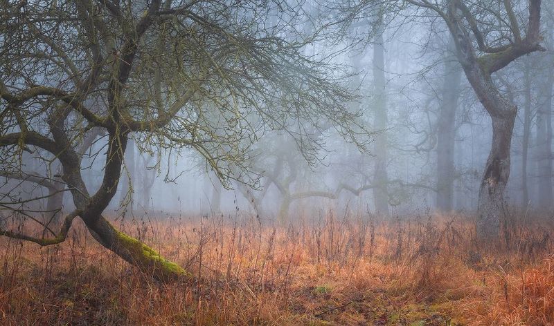 Misty forestphoto preview