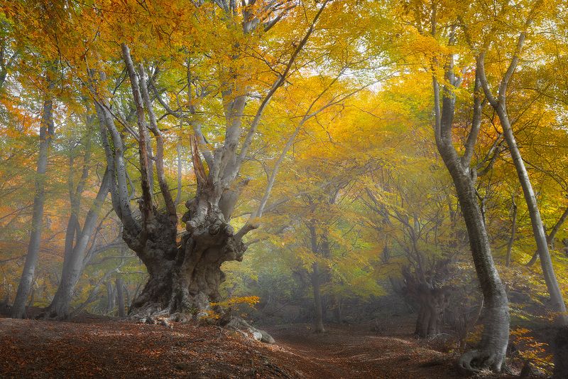 Сказочный лес Демерджиphoto preview