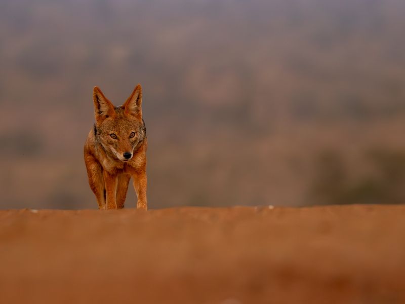 #animals #wildlife #jackals The jackal at the scavengers hidephoto preview