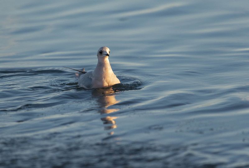 чукотка, арктика, море, север, птицы, чайки, розовые чайки... Розовые чайки осенью....photo preview
