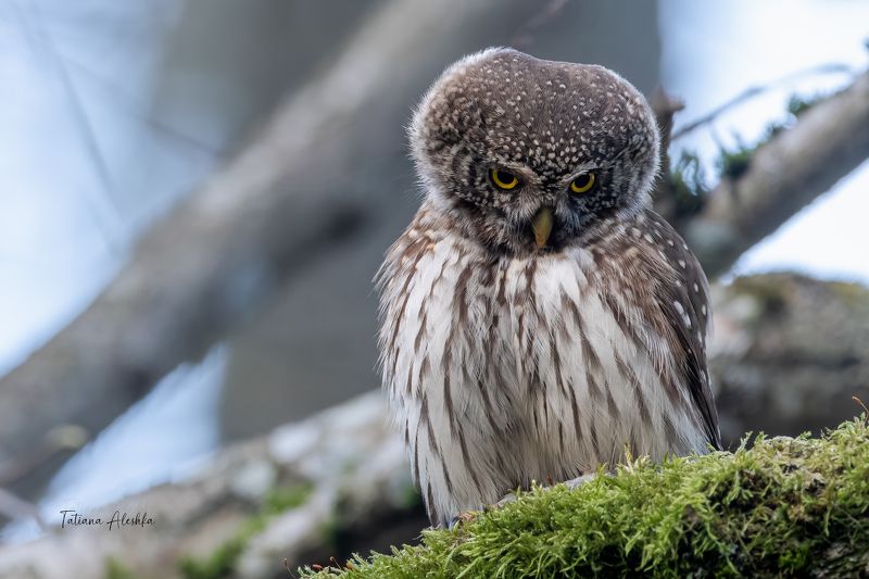 птицы Воробьиный сыч (Eurasian pygmy owl).photo preview