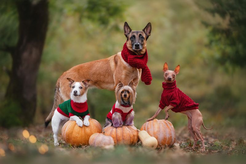 Cheerful companyphoto preview