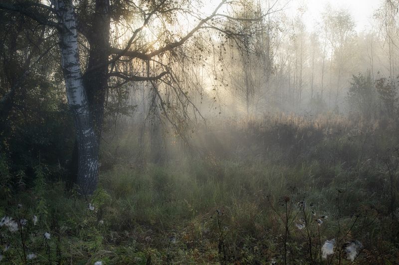 Облетают листьяphoto preview