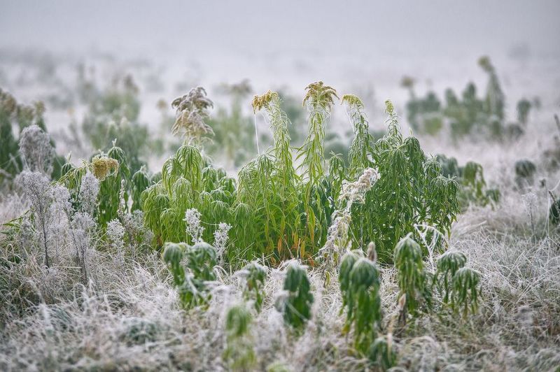 беларусь, иней, луга, октябрь, осень, поля, рассвет, река, свислочь, туман, утро Дыхание зимы. Утро на заливном лугеphoto preview
