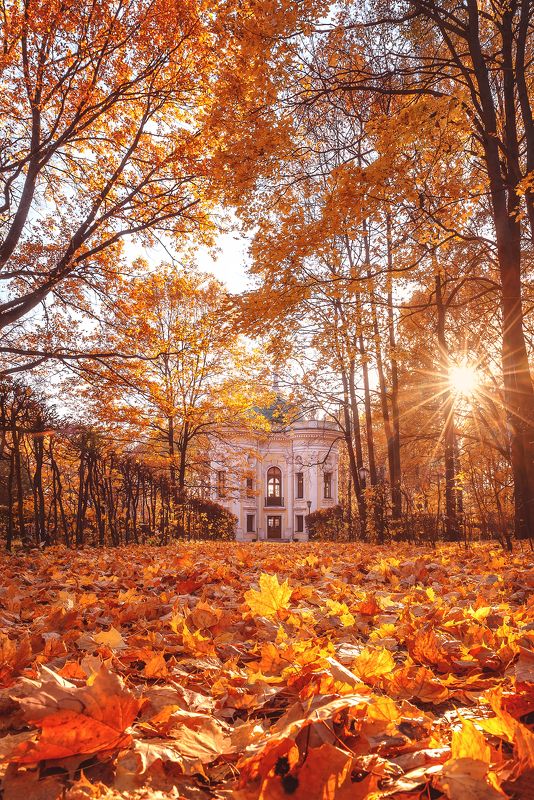 москва, осень, кусково, moscow, autumn Кусково фото превью