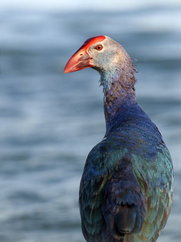 птица, фотоохота, султанка, природа, фауна Султанкаphoto preview