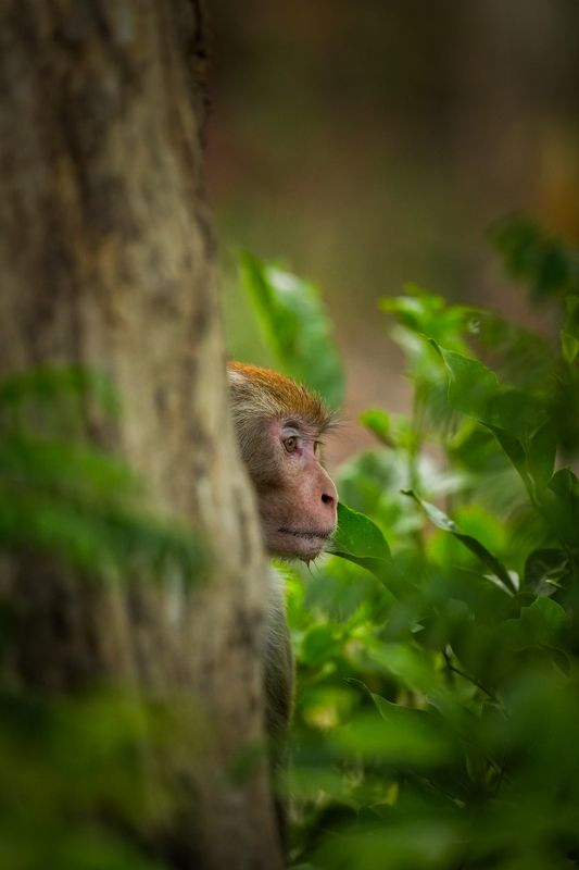 Hide and Seekphoto preview