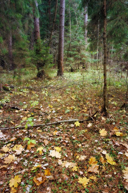 В осеннем лесуphoto preview