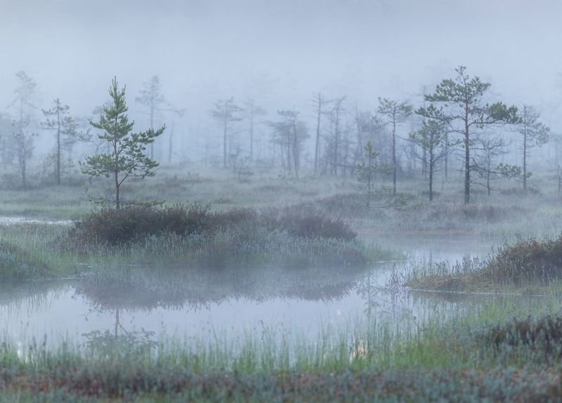 болото,  утро, туман,  рассвет, карелия Лето на болоте фото превью