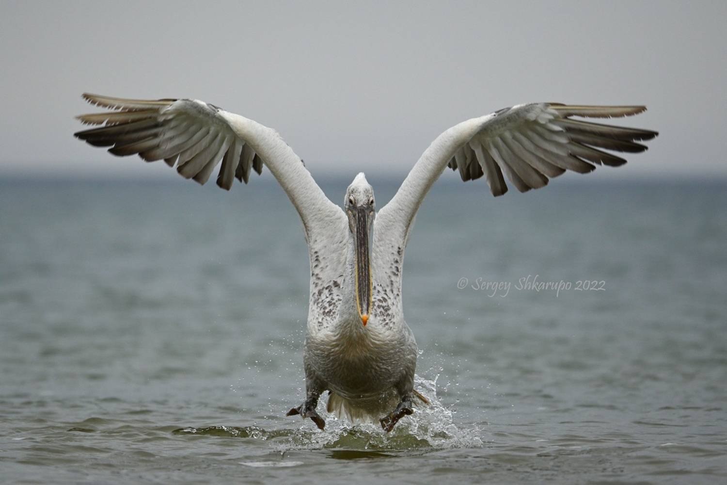 Пеликаний попрыгун. Автор: Сергей Шкарупо кудрявый пеликан, птицы, Сергей Шкарупо
