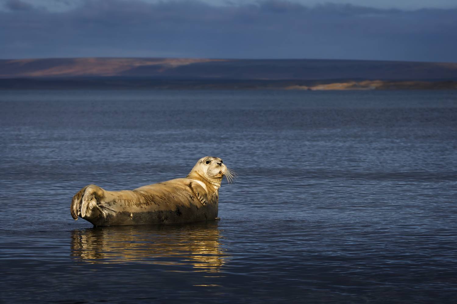 Лежу, никому не мешаю. Автор: Уткин Дмитрий морской заяц, лахтак, тюлень, морские млекопитающие, командоры, Уткин Дмитрий