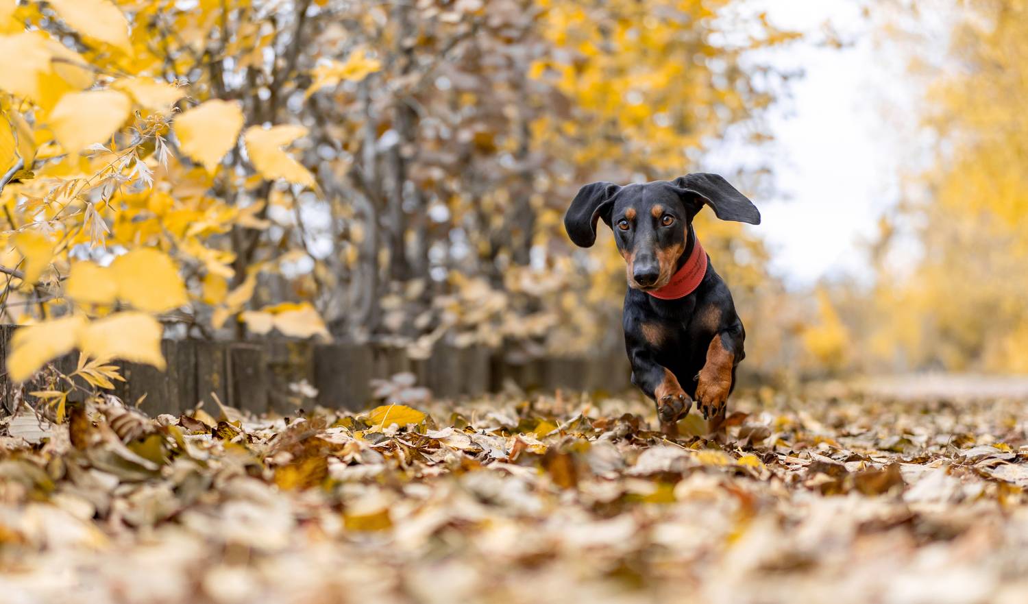 такса, золотая осень, собака в листве, Маори Мурр