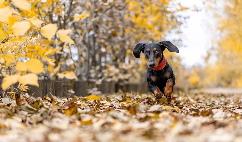 такса, золотая осень, собака в листве Рекс и осеньphoto preview