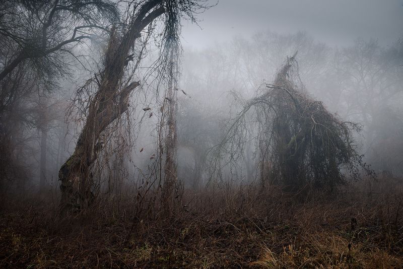 Misty forestphoto preview