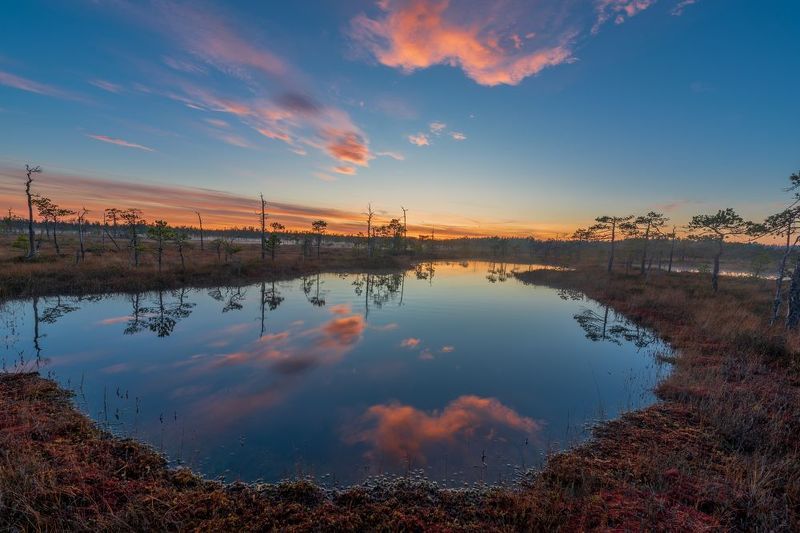 болото, ленинградская область Болота Ленинградской областиphoto preview