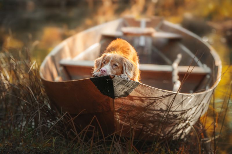 толлер In the boatphoto preview