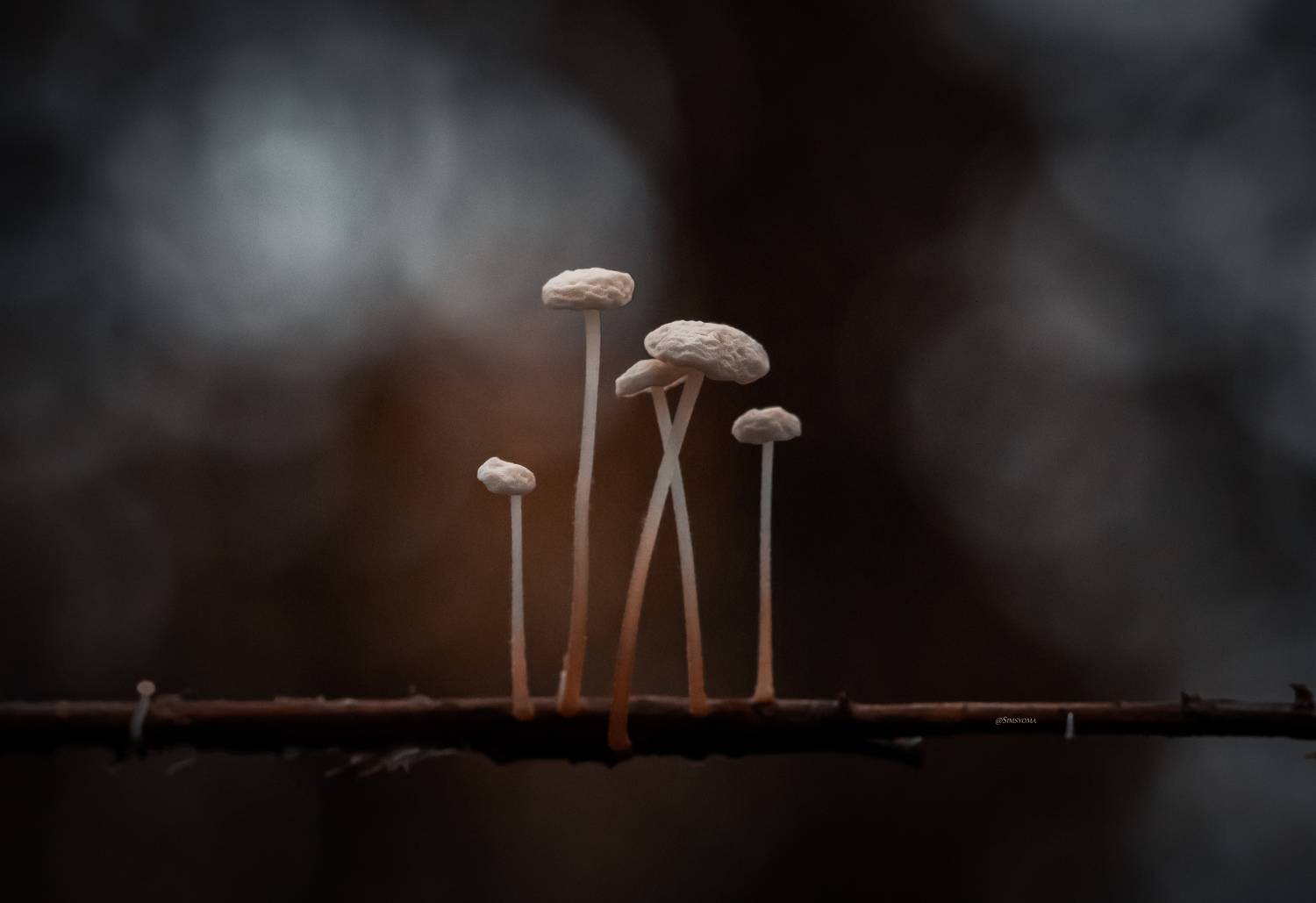 Автор: Julia Khvorostyanaya , Julia Khvorostyanaya