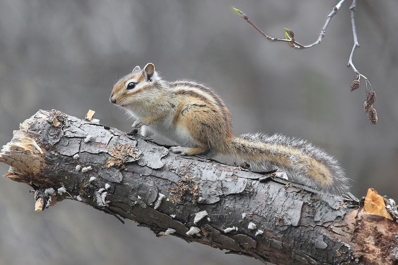 бурундук photo preview