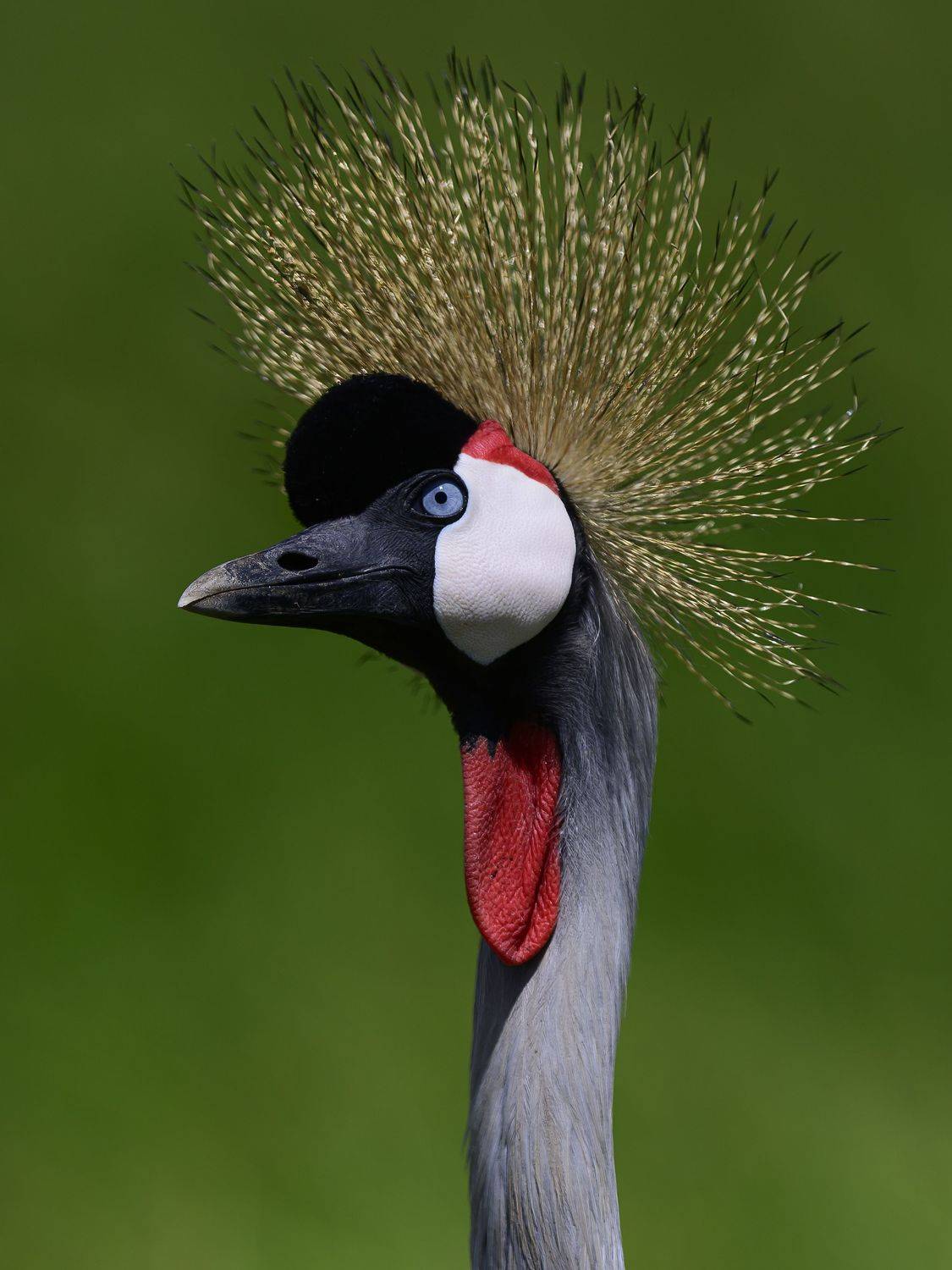 Венценосный журавль, Кения, Амбосели 2024. Автор: Пупонин Сергей , Пупонин Сергей