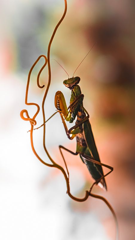 Медный князьphoto preview