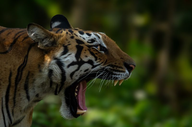 The Roar of a Kingphoto preview