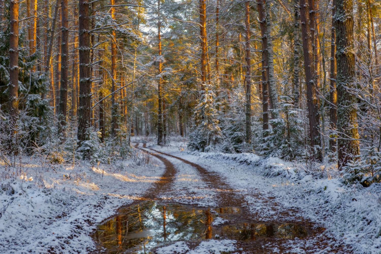 О первом снеге. Автор: Алексеев Дмитрий лес дорога снег первый вечер серково, Алексеев Дмитрий