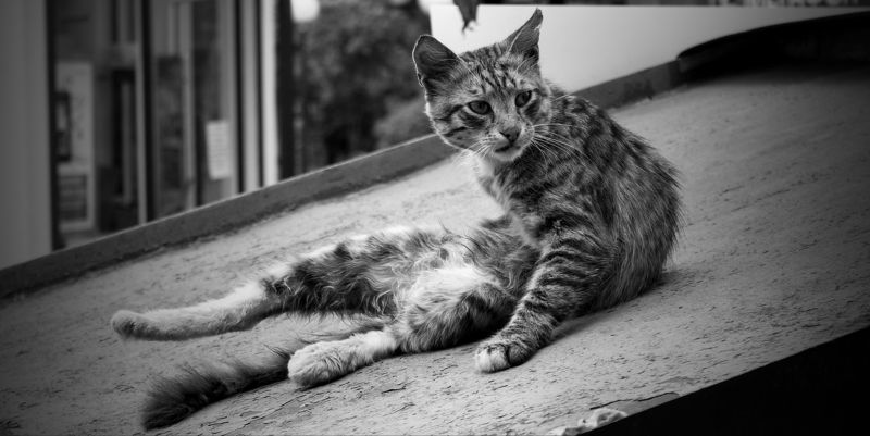 кот, кошка, гигиена, котэ, кошки, коты утренняя гигиена фото превью