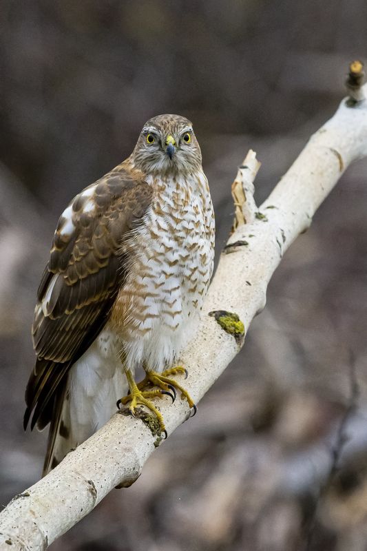 природа Ястреб-перепелятникphoto preview