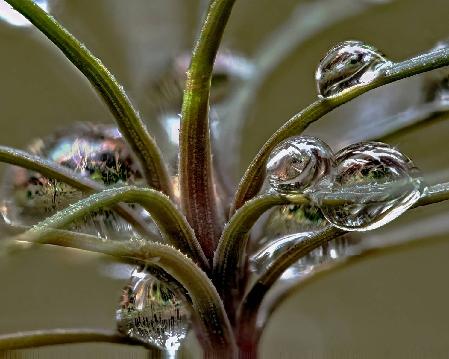 Капли. Автор: Кузнецов Дмитрий , Кузнецов Дмитрий