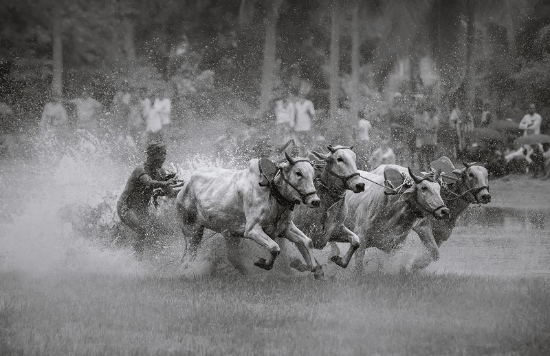 street Moichara - The traditional bull race of Bengalphoto preview