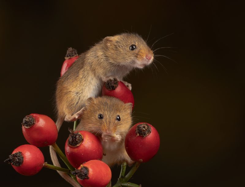 harvest mouse, mouse, rodent, animals, nature, wildlife, canon Harvest Mousephoto preview