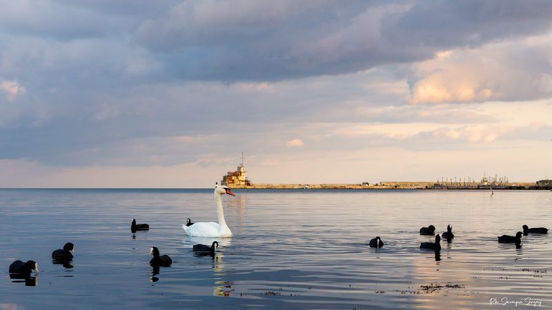 Лебедь в окружении лысухphoto preview