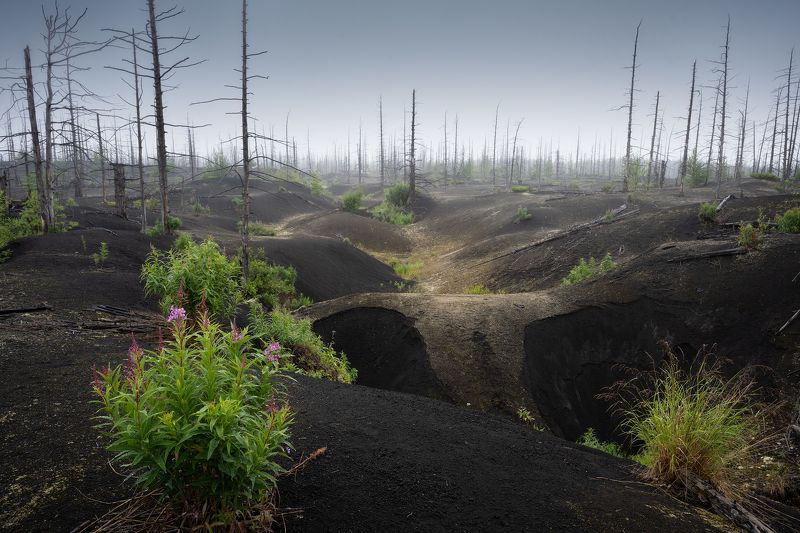 Некогда мертвый лес. Камчаткаphoto preview