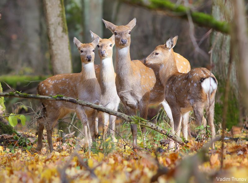 олень, олени, пятнистый олень Пятнистый оленьphoto preview