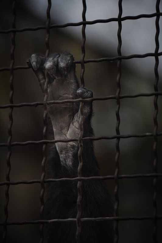 клетка, лапа, младшие братья photo preview