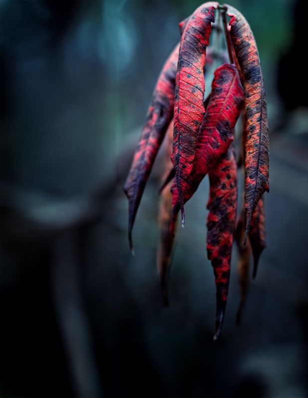 осень, лист, фон КУСОЧЕК ОСЕНИphoto preview