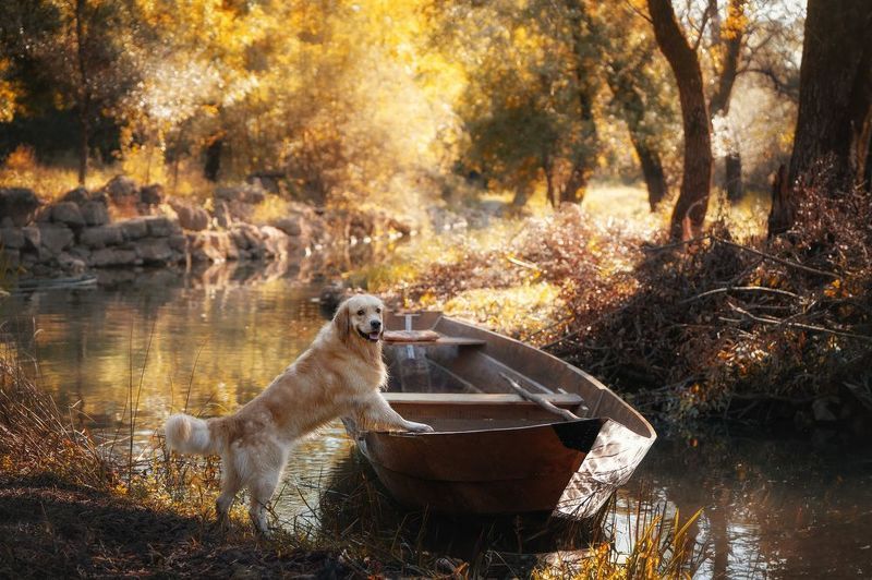 Golden autumnphoto preview