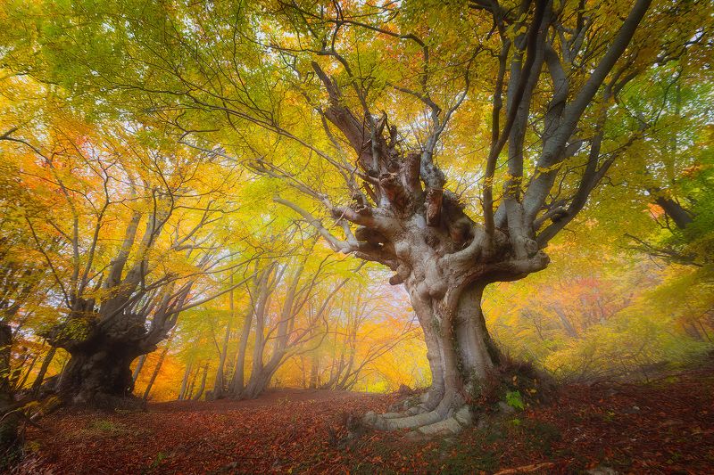 Древние буки Крымаphoto preview