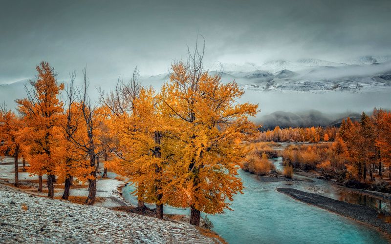 горный алтай, сентябрь,река чаган-узун,тополя,снег,туман Тополиная роща...photo preview