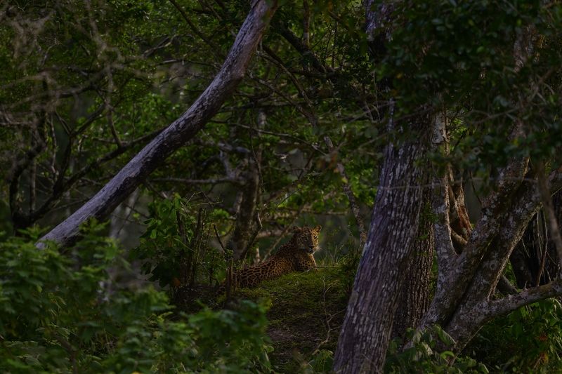 Тень Джунглейphoto preview