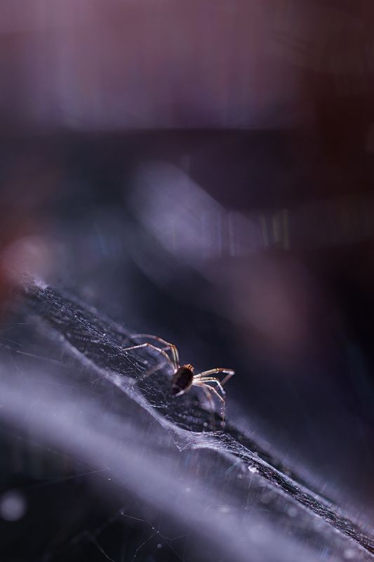 макро, паук, spider, macro Призрак Марса фото превью