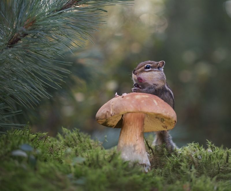нерюнгри, бурундук, якутия, дикие_животные, женялевина, евгениялевина, животныеякутии, бурундукиибелкилевиной Вкусный белый фото превью
