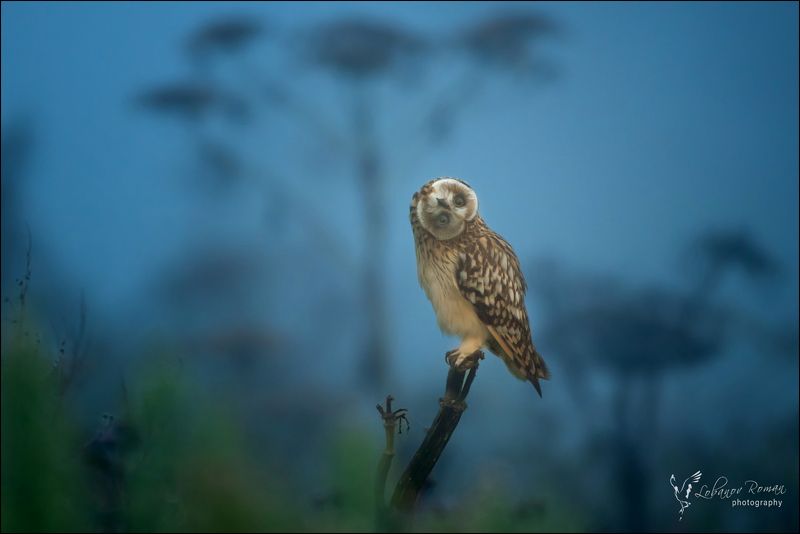 Сова в туманеphoto preview