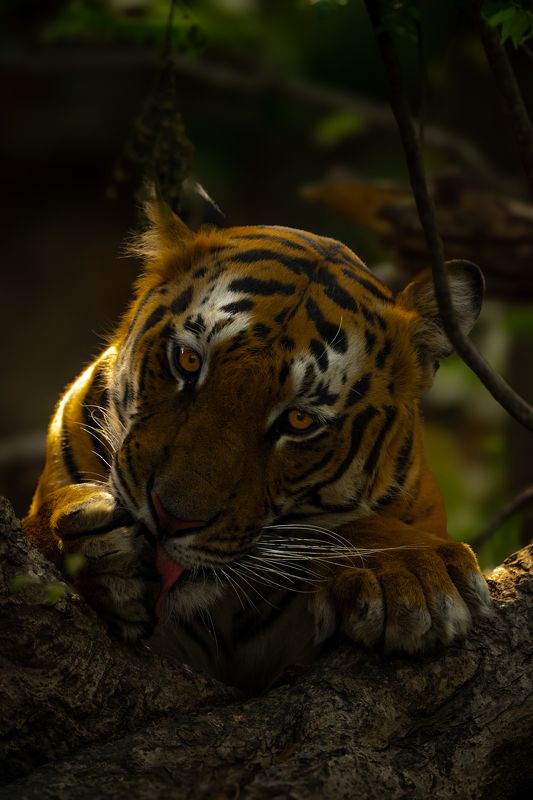 Royaltyphoto preview