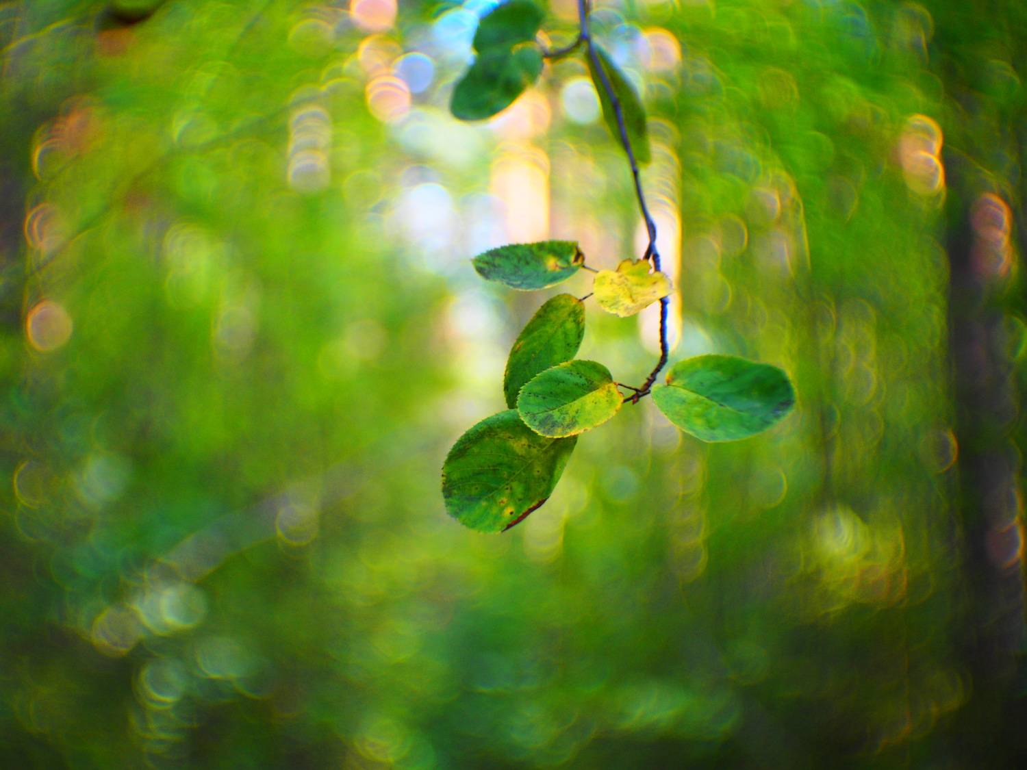 Воспоминание о лете. Автор: Лофицкая Лариса , Лофицкая Лариса