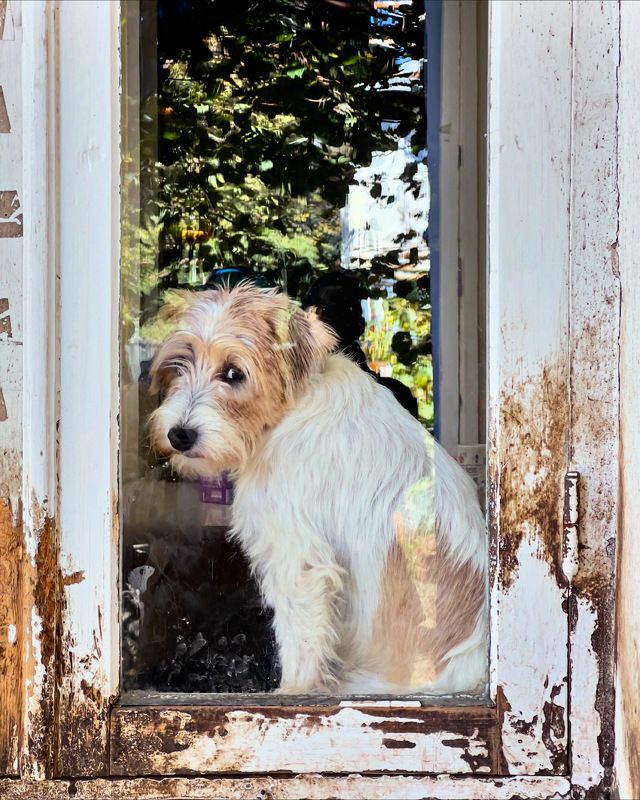 собака, пес, животные photo preview