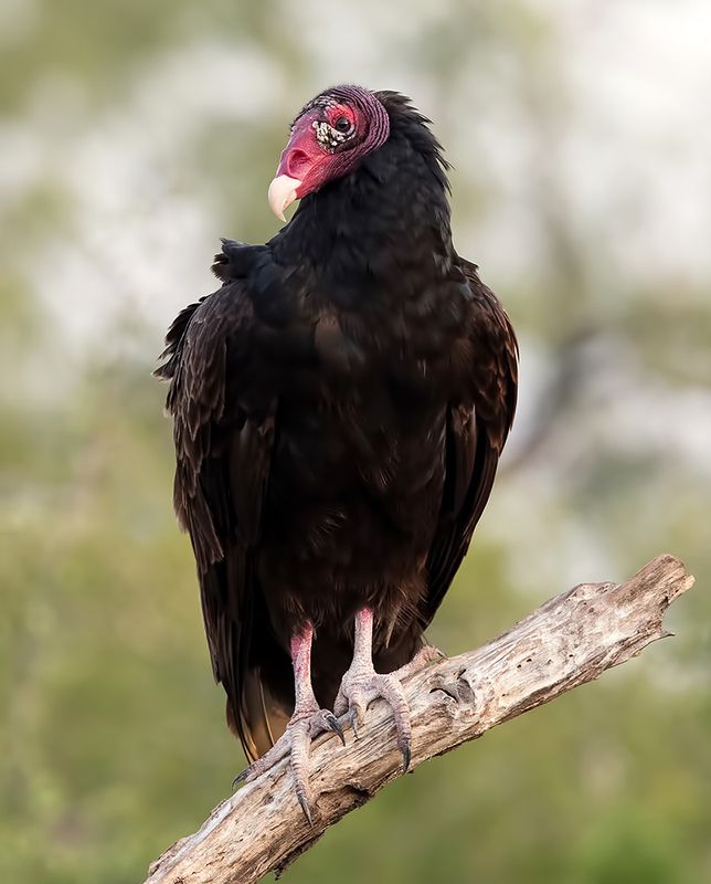 turkey vulture, гриф-индейка, гриф, хищные птицы, raptor,  vulture, техас Turkey Vulture - Гриф-индейкаphoto preview