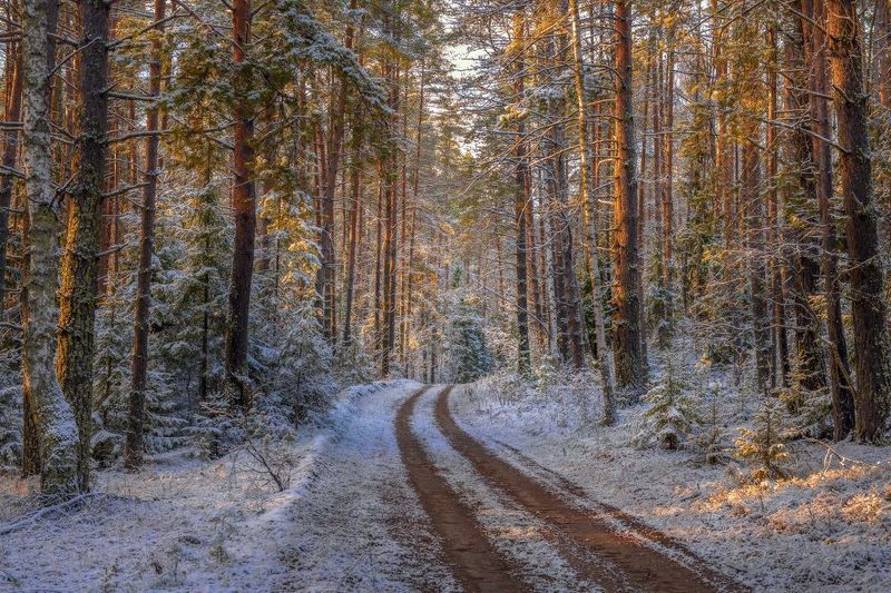 пейзаж лес дорога снег первый свет серково Свежесть первого снега.photo preview
